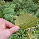 Image de Begonia convallariodora C. DC.