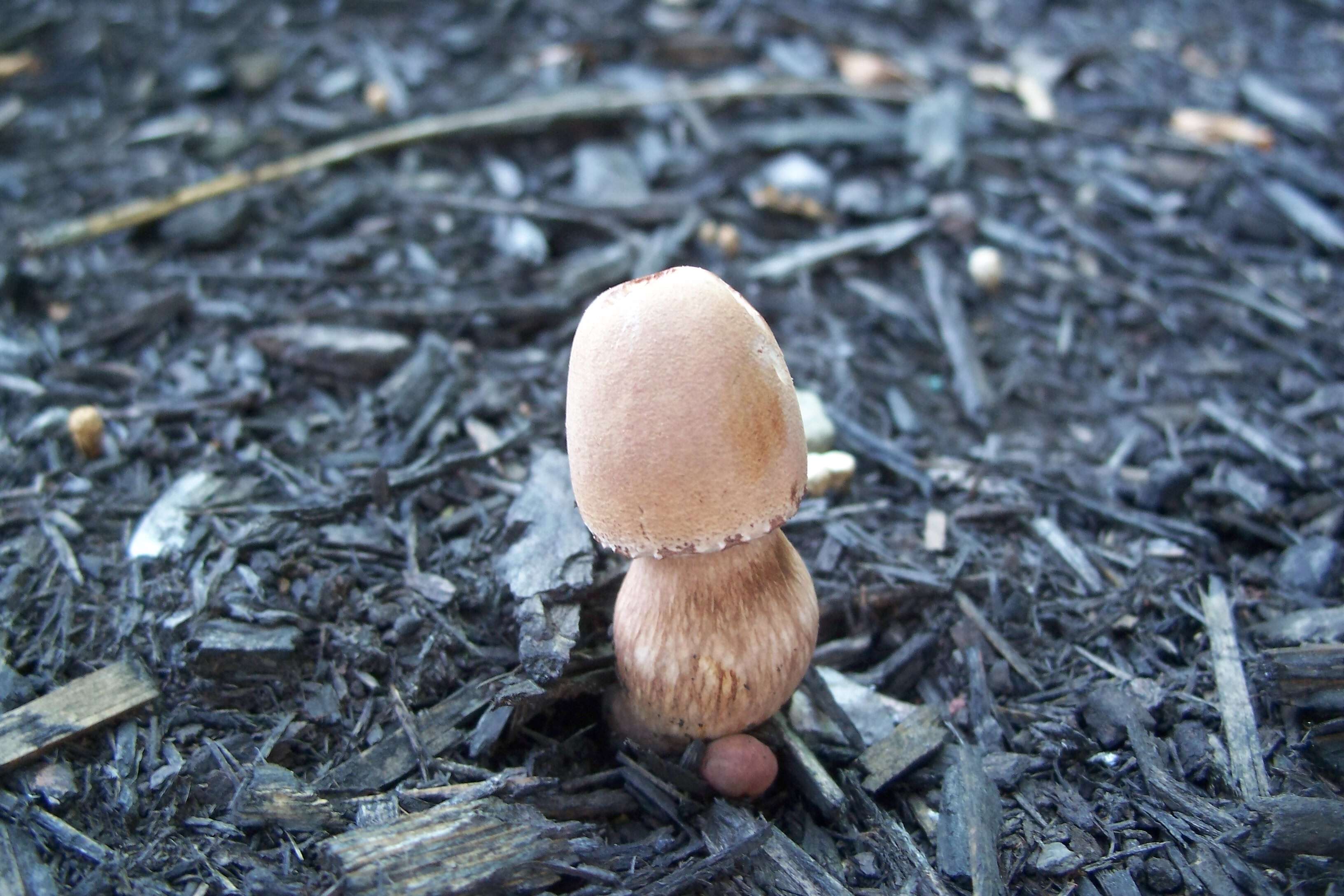 Image of Leucoagaricus americanus (Peck) Vellinga 2000