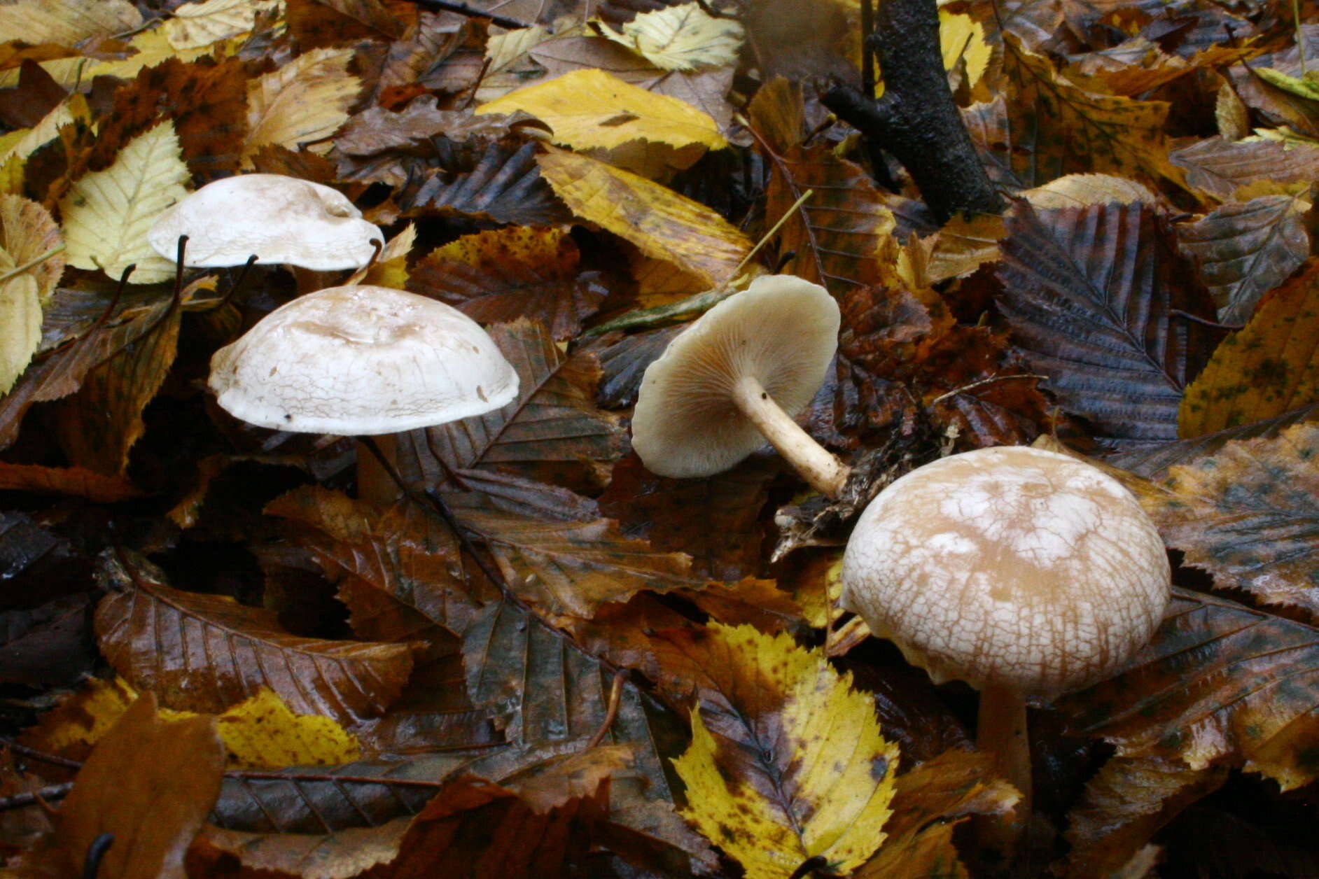 Image of Clitocybe