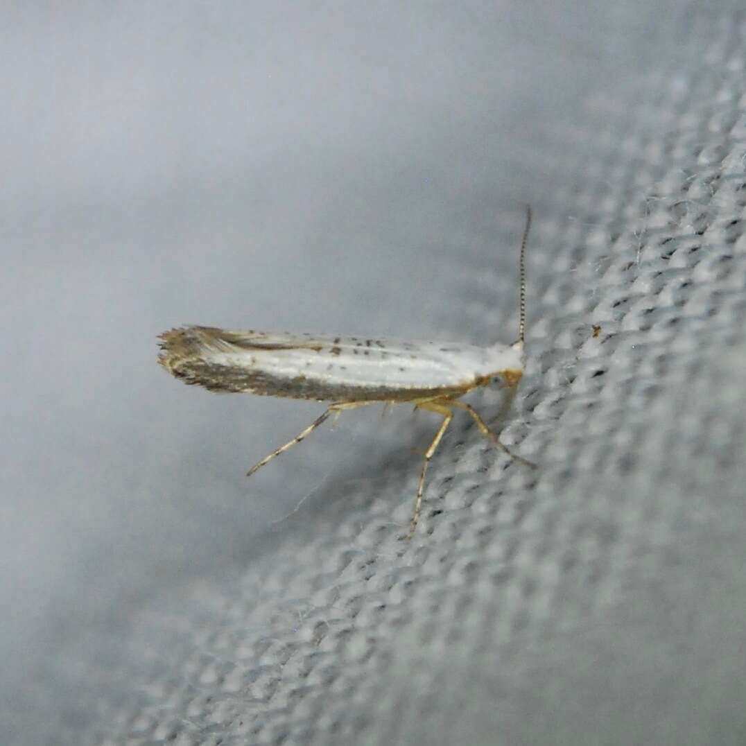 Image of Speckled Argyresthia