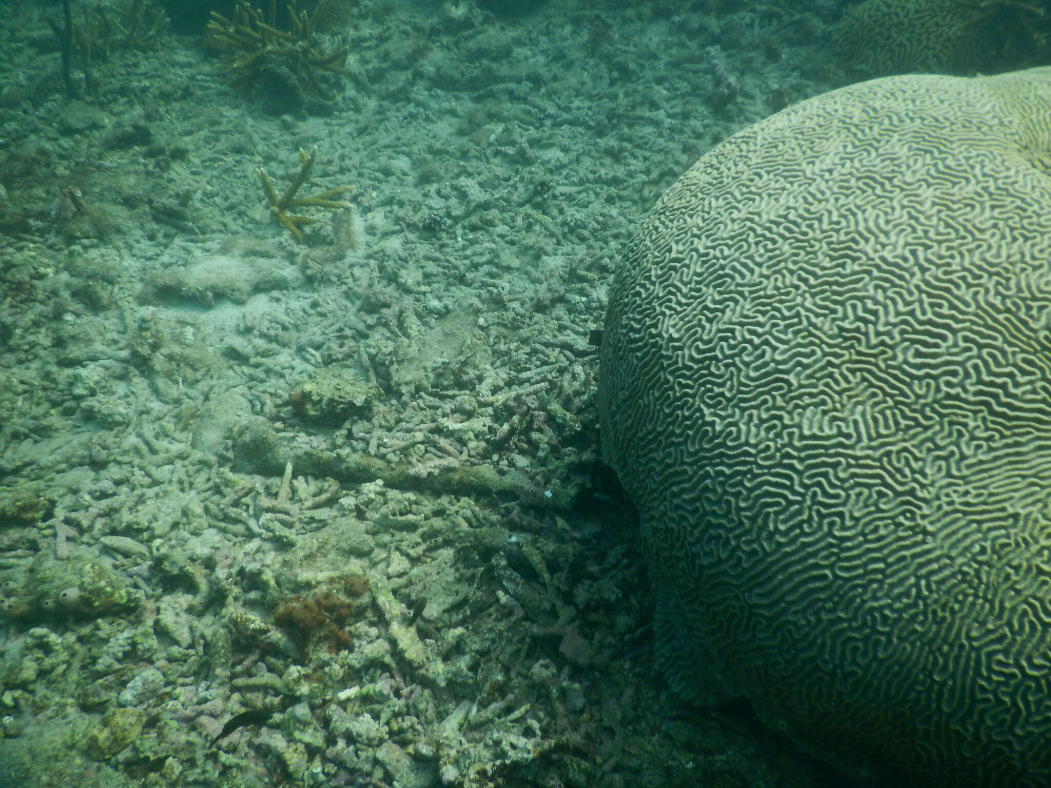 Image of Pseudodiploria Fukami, Budd & Knowlton 2012