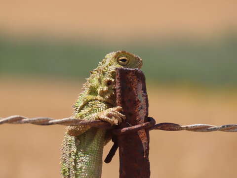 Image of Common Spiny Agama