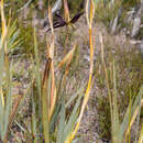 Image of Isophysis tasmanica (Hook.) T. Moore