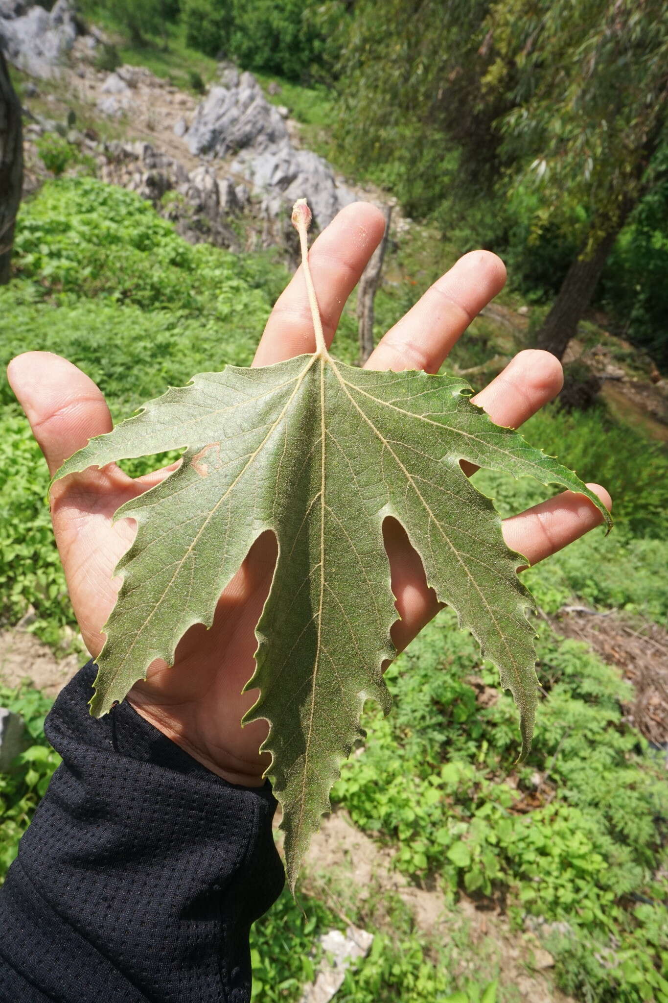 Image of Platanus gentryi Nixon & J. M. Poole