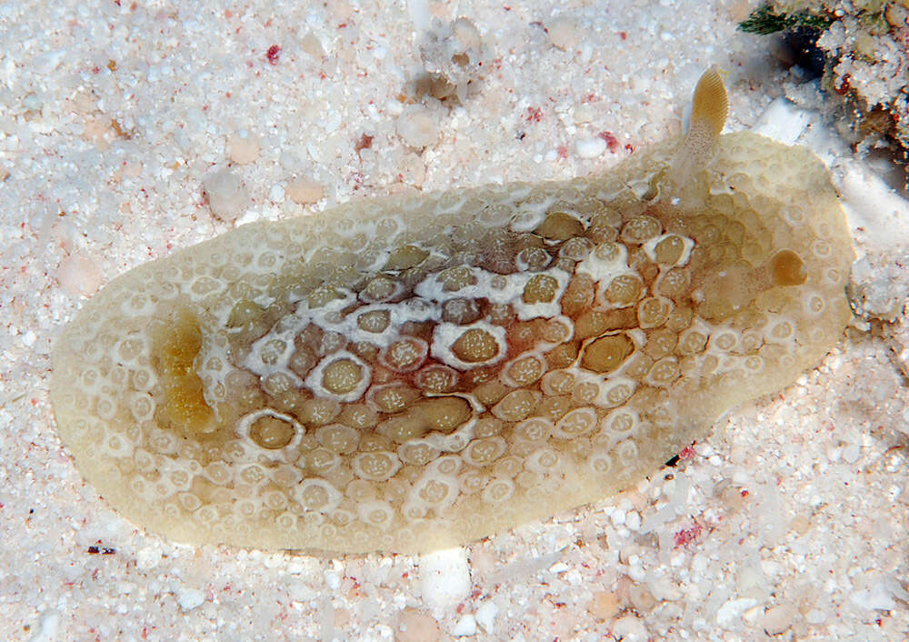 Image of Carminodoris grandiflora (Pease 1860)