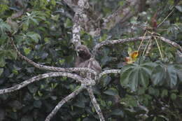 Sivun Bradypus variegatus variegatus Schinz 1825 kuva