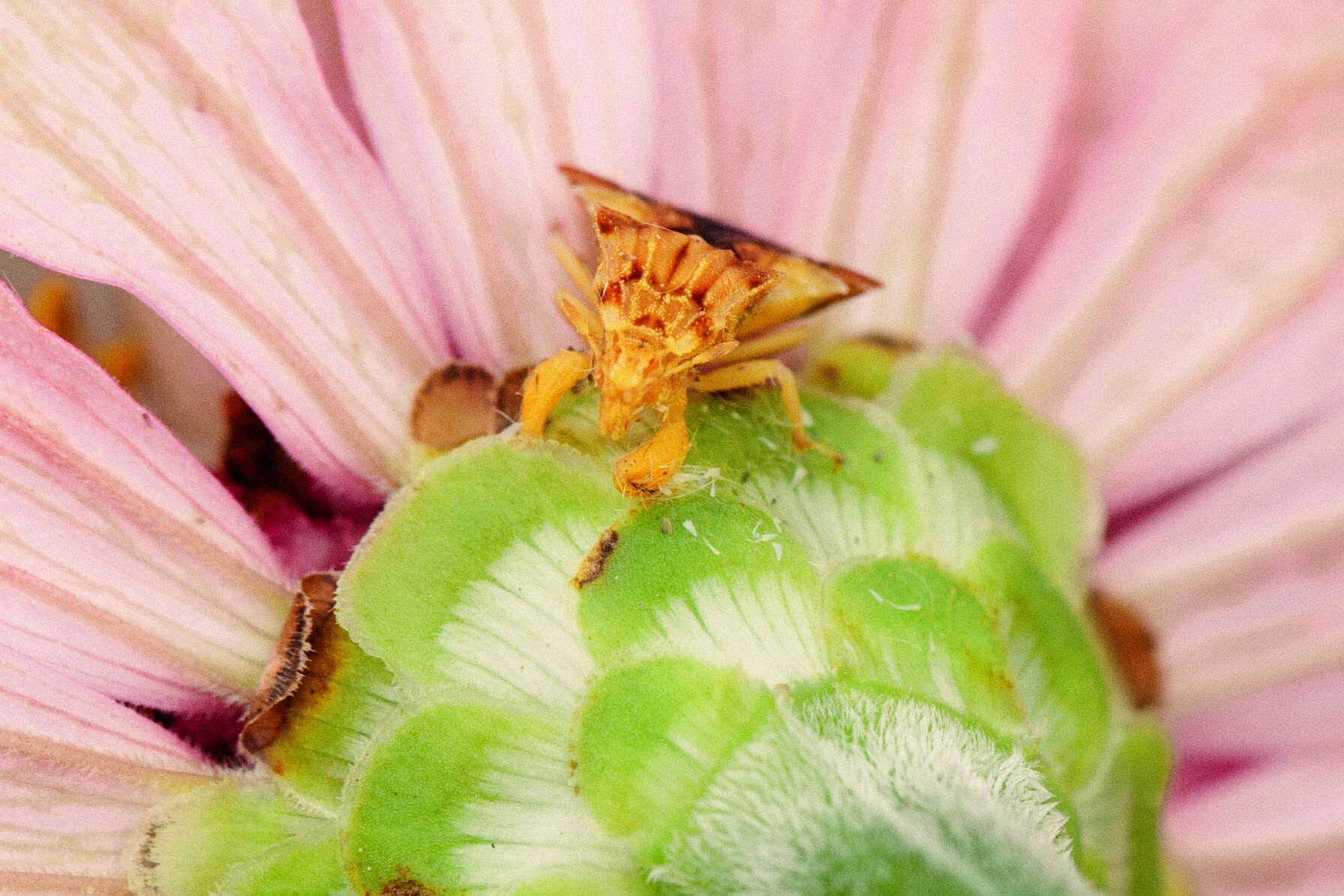 Image de Phymata fasciata (Gray 1832)