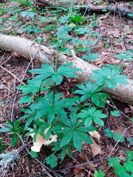 Image of Bedstraw