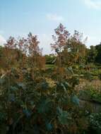 Imagem de Macleaya microcarpa (Maximowicz) Fedde