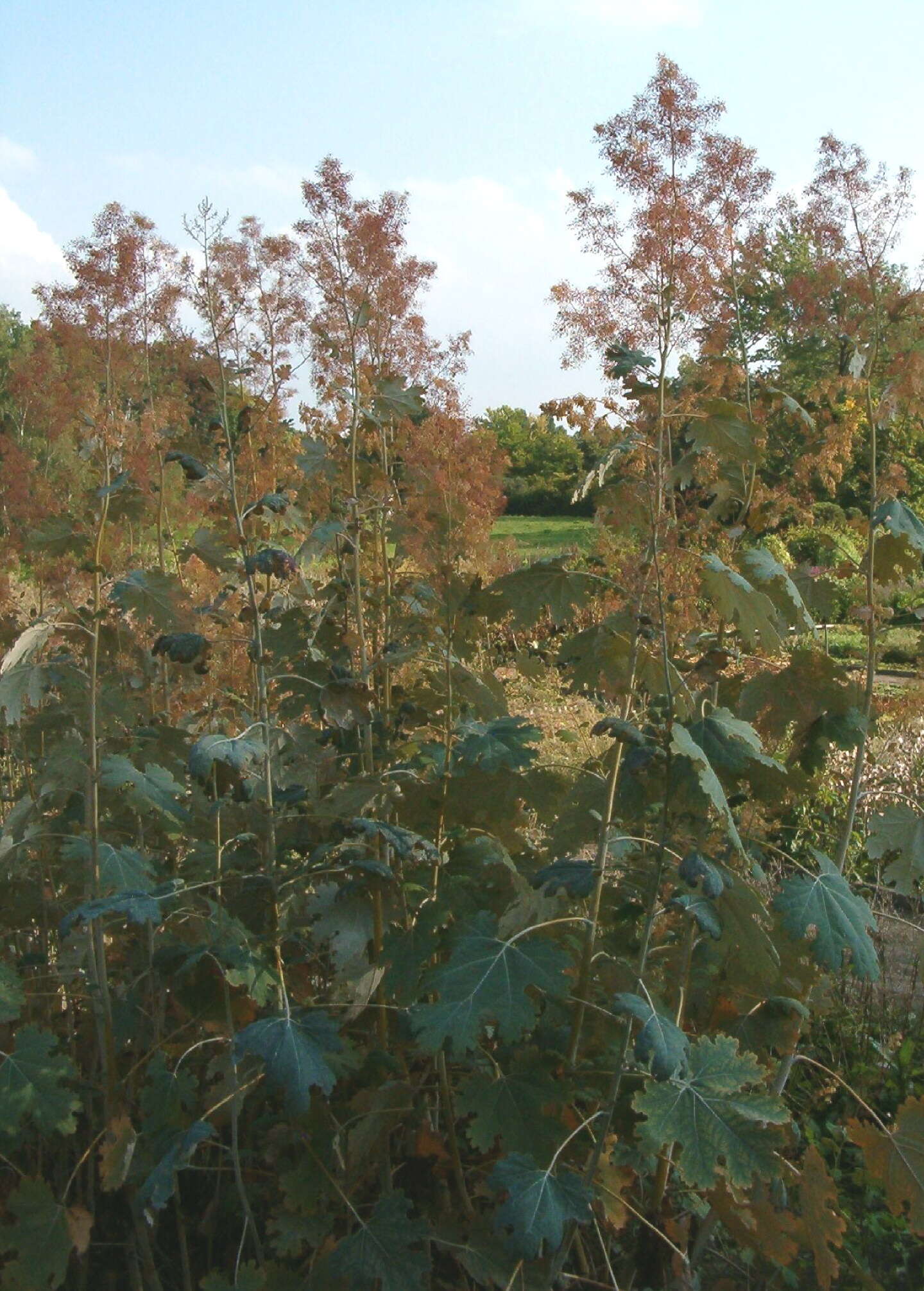 Imagem de Macleaya microcarpa (Maximowicz) Fedde