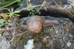 Image of <i>Helminthoglypta tudiculata grippii</i> (Pilsbry 1913)