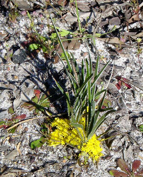 Image of Chamaexeros serra (Endl.) Benth.