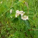 Image of Apocynum androsaemifolium var. incanum A. DC.