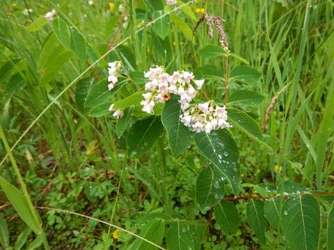 Image of Apocynum androsaemifolium var. incanum A. DC.