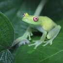 Image of Teresopolis treefrog