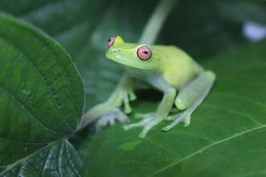 Image of Teresopolis treefrog