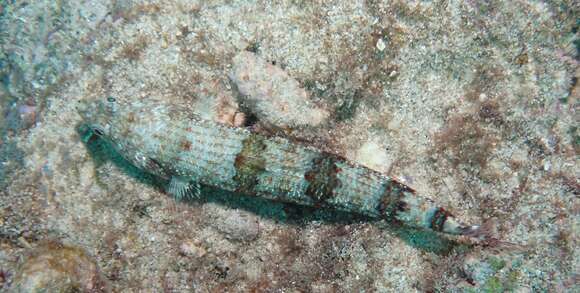 Image of Two-spot lizard fish