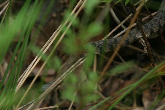 Image of Nerodia rhombifer rhombifer (Hallowell 1852)