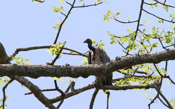 Image of Slender-billed Vulture