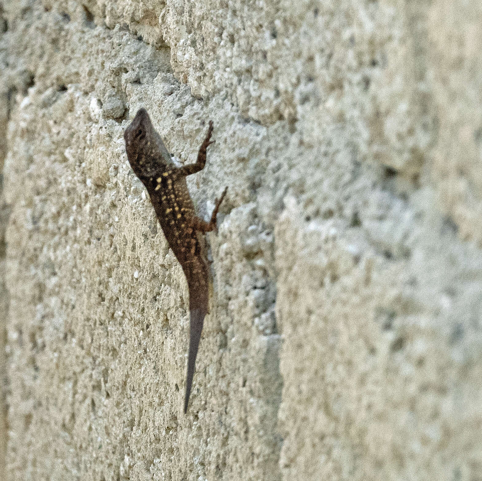 Image of brown anole