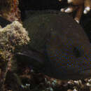 Image of Blue-finned rock cod