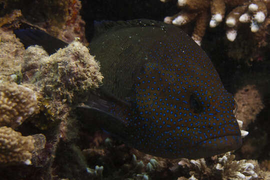 Image of Blue-finned rock cod