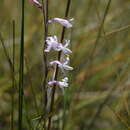 Image of Cyphia natalensis E. Phillips