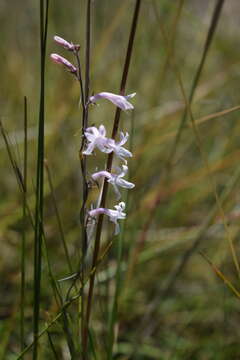 Image of Cyphia natalensis E. Phillips