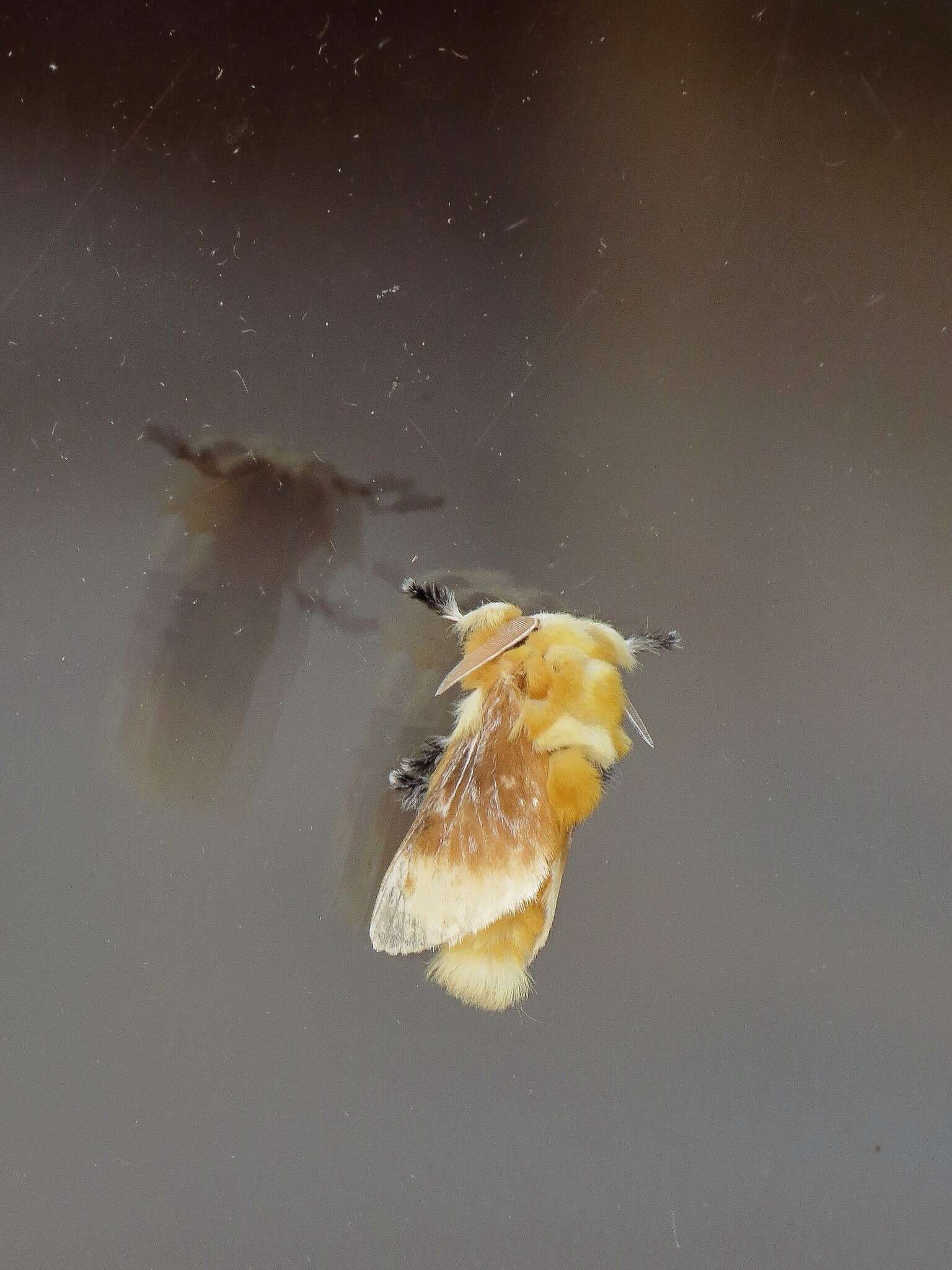 Image of Southern Flannel Moth