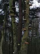 Image of birch polypore