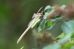 Imagem de Asiagomphus hainanensis (Chao 1953)