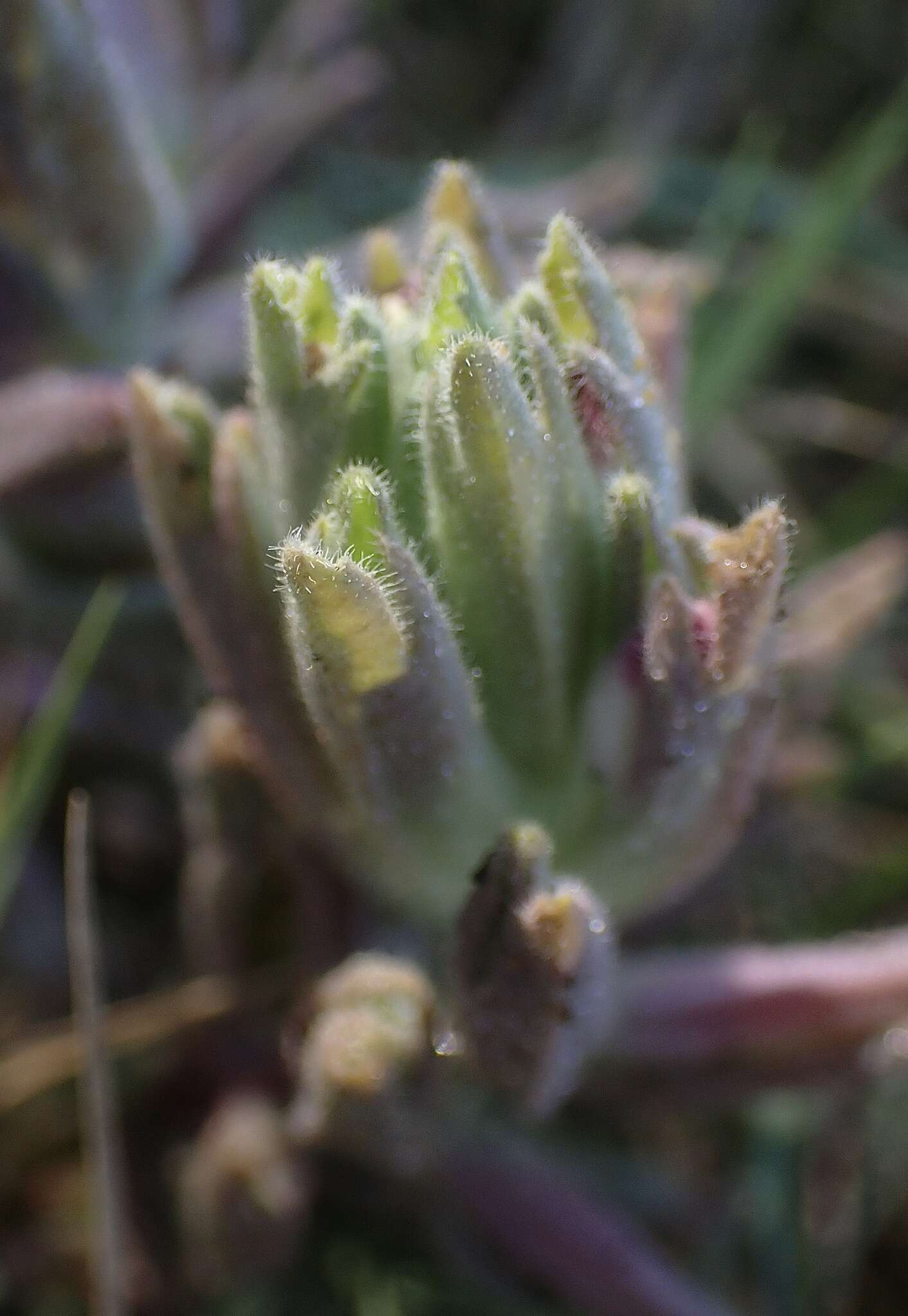 Image of Pt. Reyes bird's-beak