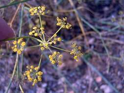 Image of fennel