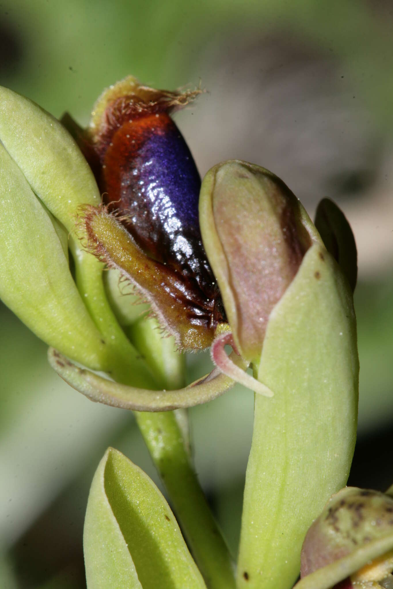 Image of Ophrys speculum subsp. regis-ferdinandii (Acht. & Kellerer ex Renz) Soó