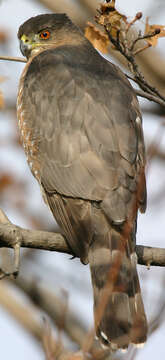 Image of Cooper's Hawk