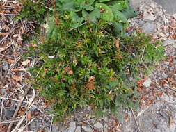 Image of Berberis kawakamii Hayata