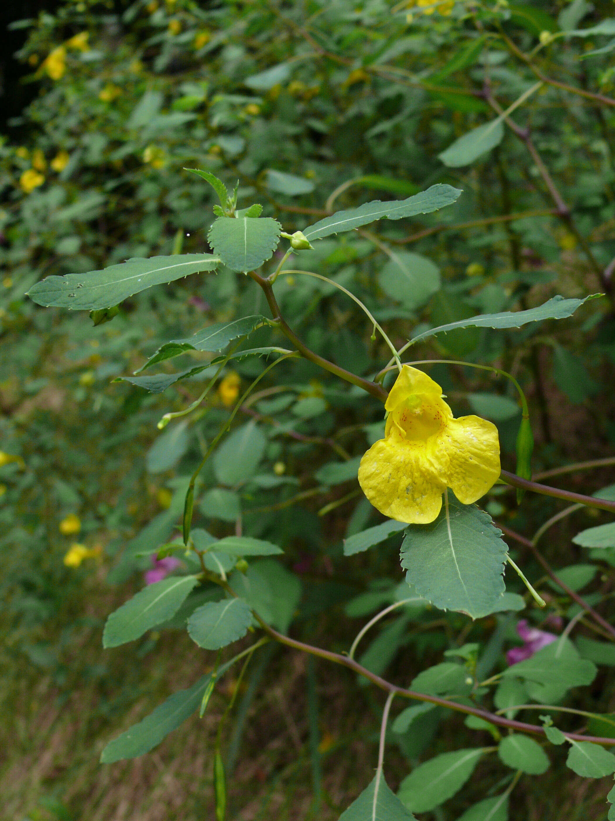 Image of Jewelweed