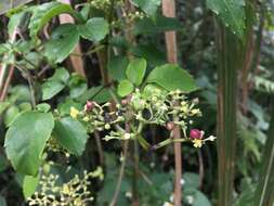 Image of Causonis corniculata