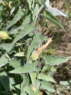 Image of Catesby's false bindweed