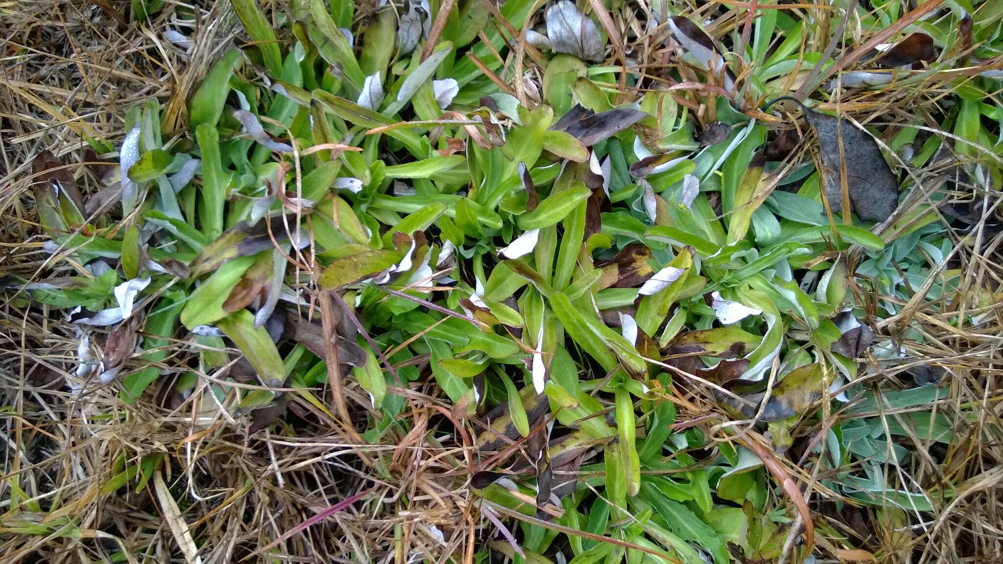 Imagem de Gamochaeta purpurea (L.) Cabrera