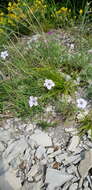 Image of Linum tenuifolium L.