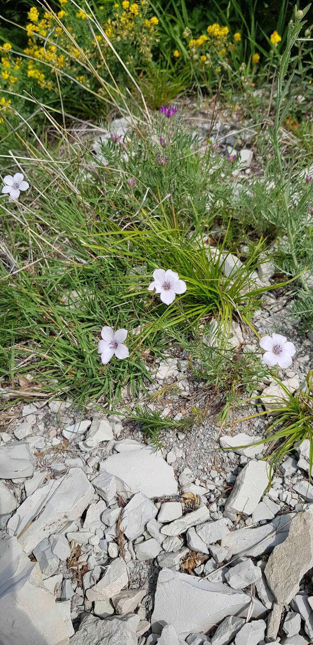 Image of Linum tenuifolium L.