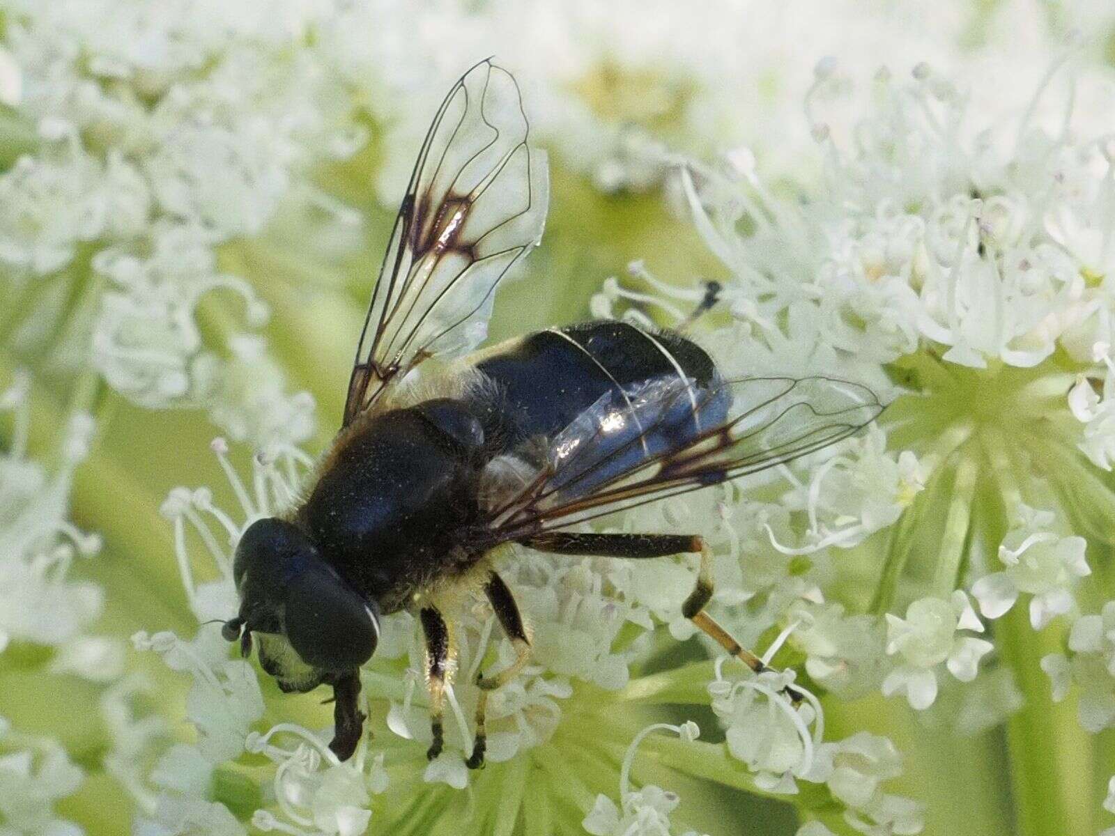 Image of Eristalis rupium Fabricius 1805