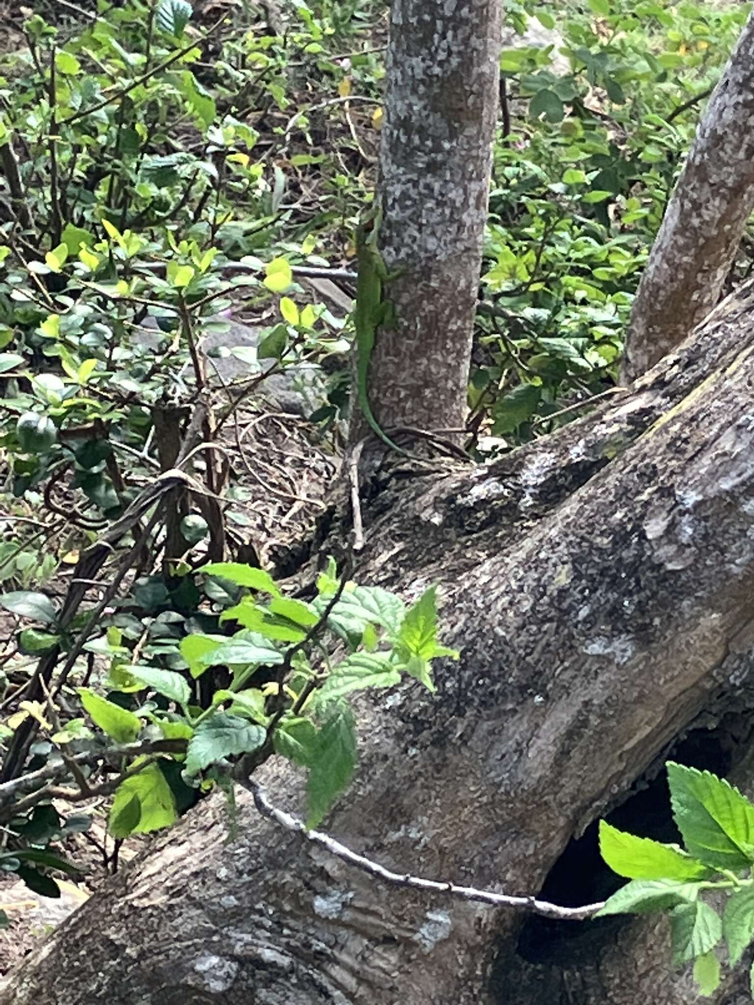 Image of Plymouth Anole