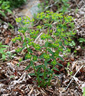 Слика од Euphorbia lucorum Rupr.