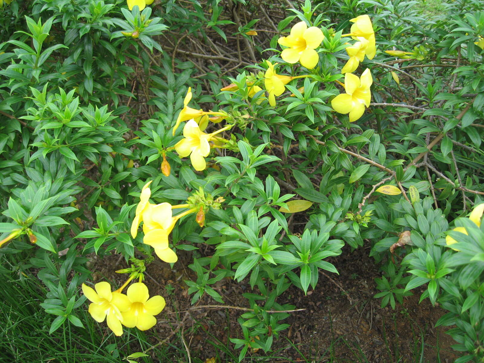 Image of golden trumpet