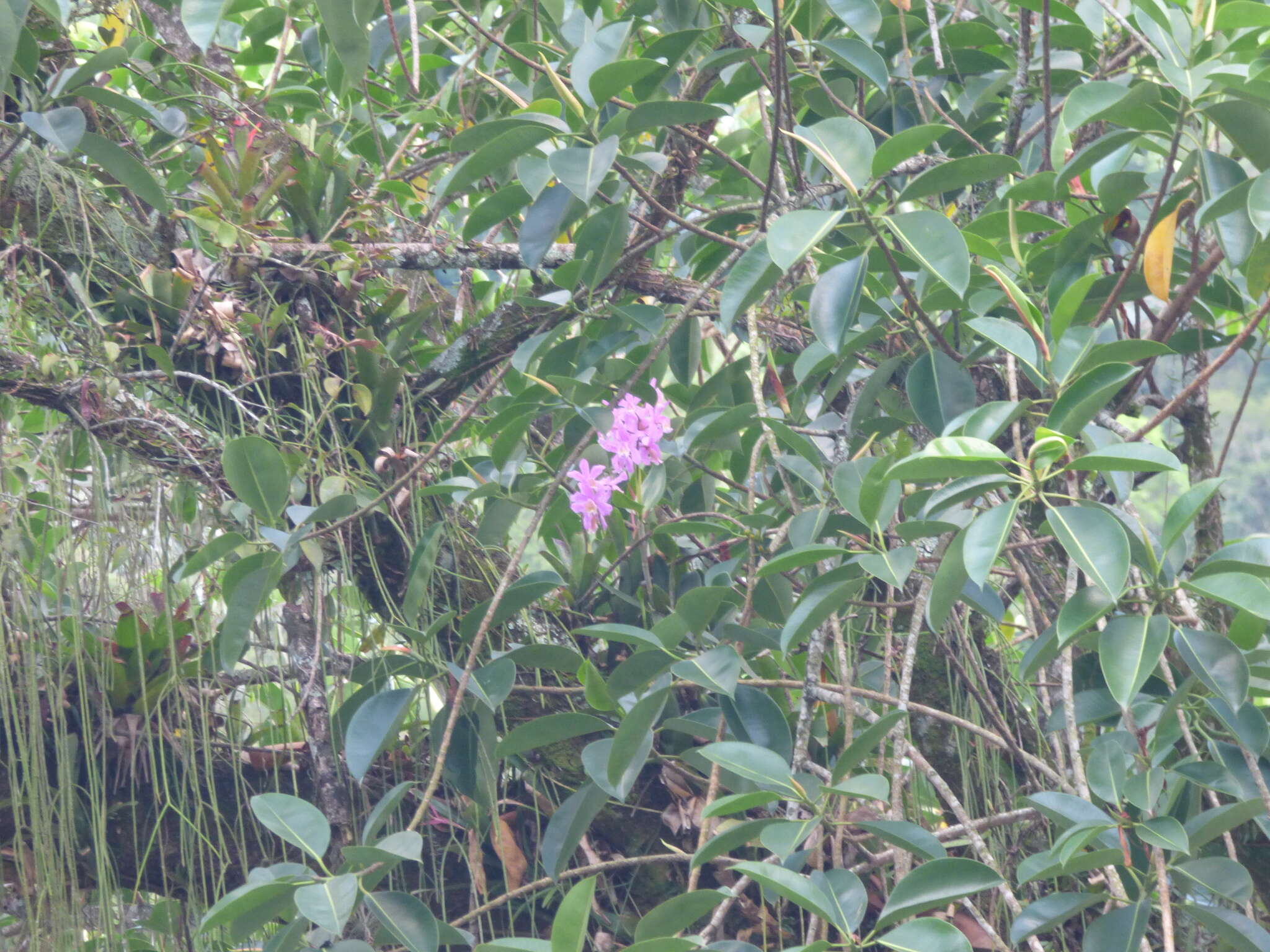 Image of Harrison's Cattleya