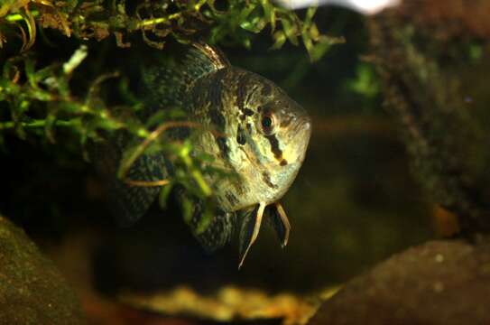 Image of Blackbanded Sunfish