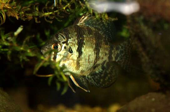 Image of Blackbanded Sunfish