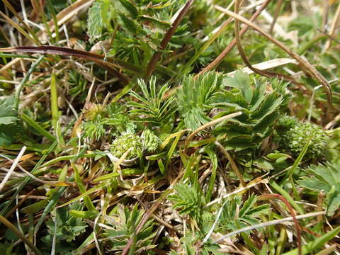 Plancia ëd Acaena minor var. antarctica (Cockayne) Allan